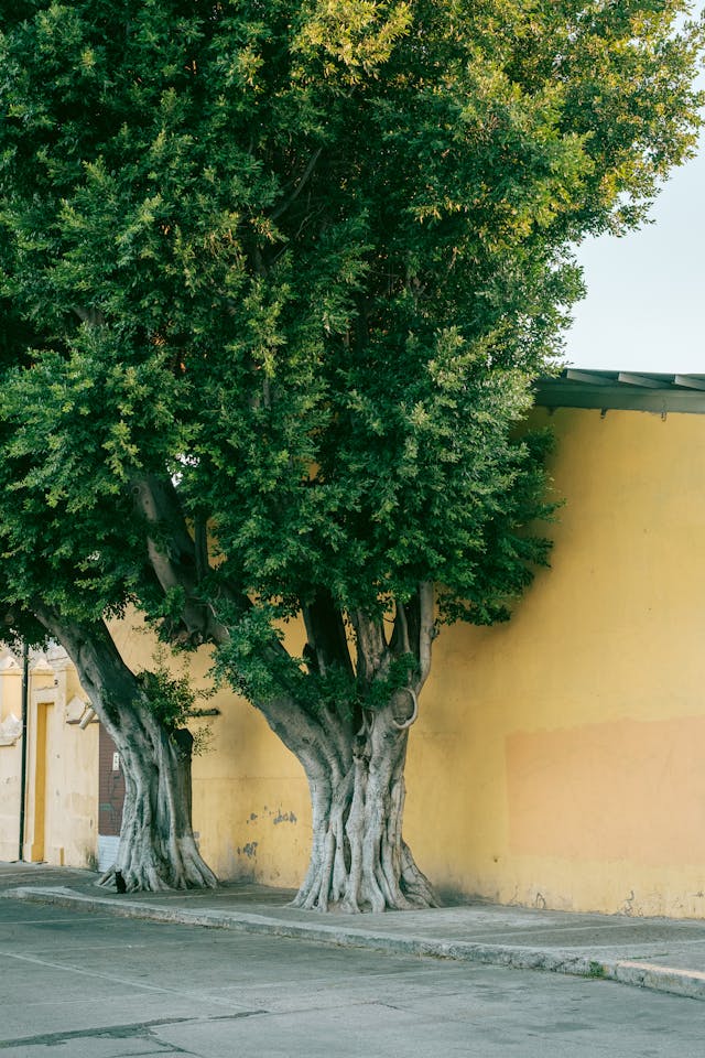 Photo by Alexquezada