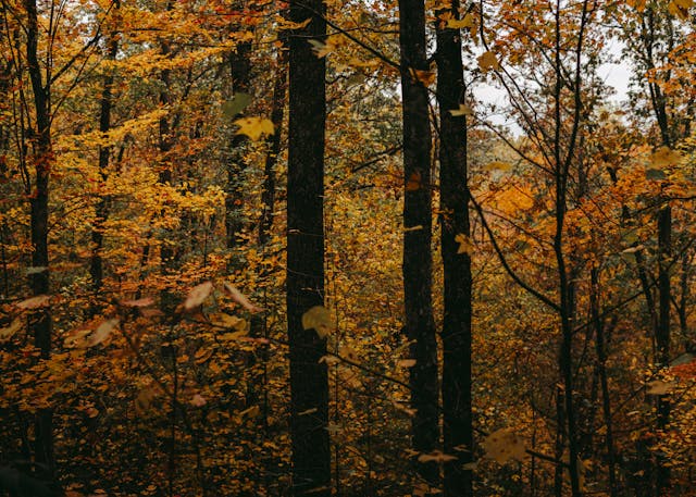 Photo by Botan Photography